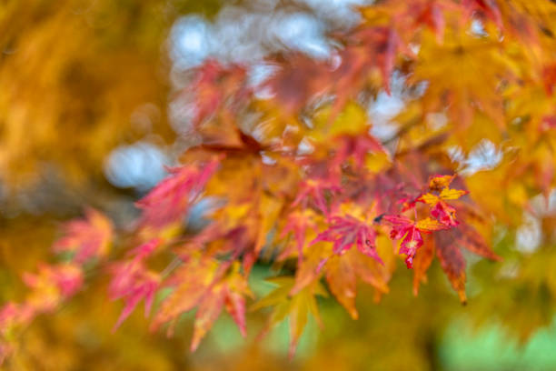 istock Beautiful maple leaves in autumn sunny day 1806043123
