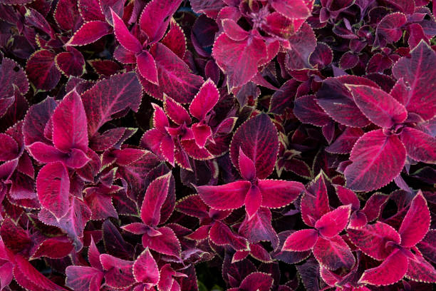 istock abstract burgundy surface, natural background, leaves 1806044379