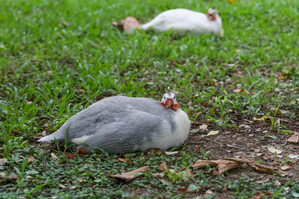 A Guineafowl, a bird from Africa which ranks among the oldest of the gallinaceous birds, wanders on the ground searching for food.