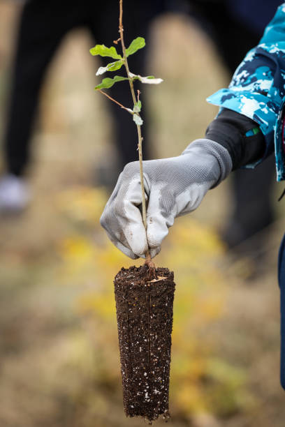 istock Oak sapling ready to be planted during a afforestation process 1806053553