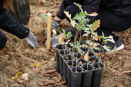 Oak sapling ready to be planted during a afforestation process