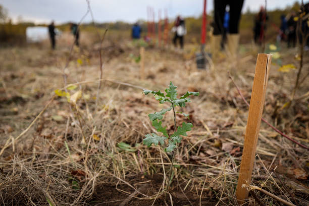 istock Oak sapling ready to be planted during a afforestation process 1806053884