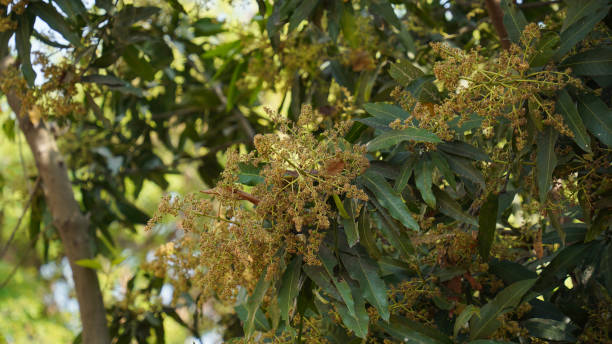 istock Fresh Mango Manjari in summer season 1806065525