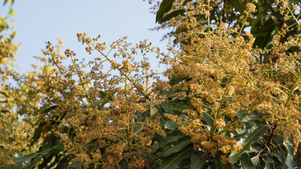 istock Fresh Mango Manjari in summer season 1806065621