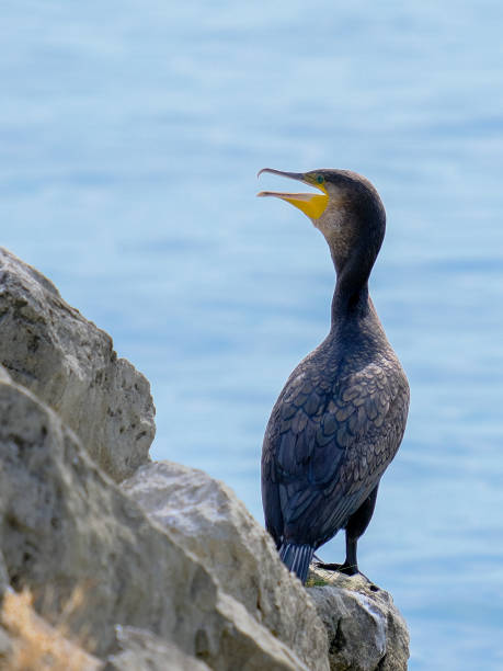 istock Beautiful water bird enjoying a sunny day in Germany. 1806067669
