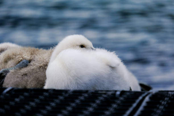 Duckling swimming picture