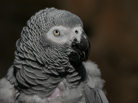 Face of an African Gray Parrot