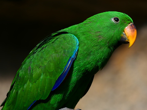 Eclectus roratus, Butterfly park, Catalonia