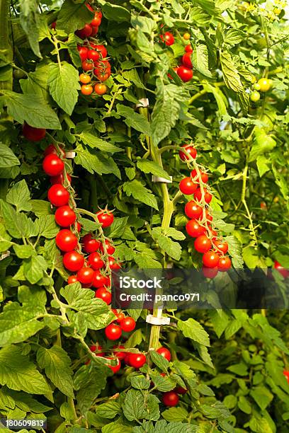 Foto de Tomates Cereja No Jardim e mais fotos de stock de Agricultura - Agricultura, Alimentação Saudável, Arbusto
