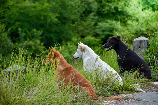 Three dogs which were orange and white and black were sitting in an orderly row and looking at the same direction on forest and green plant blurred background concept of dog and outdoor.