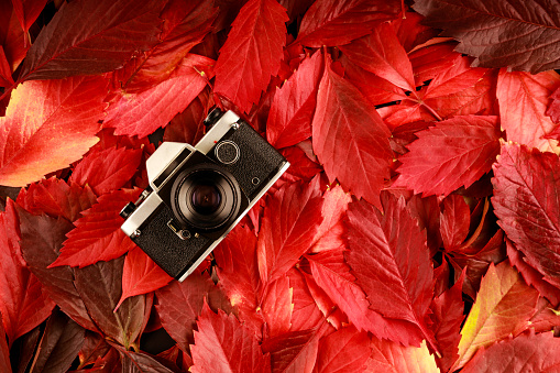 top view of the camera lying on the red leaves. autumn still life with a camera, on the right there is a place for an inscription