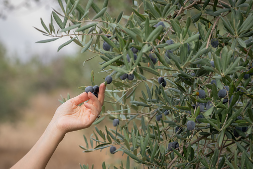 Close up Woman Harvesting Black Olives From Tree