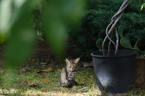 Portrait of a lonely baby stray cat looking at the camera.