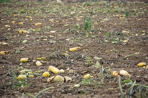 Field of rotten, moldy zucchini in autumn.