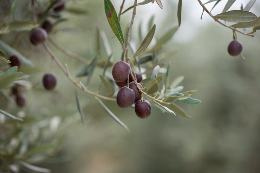 Olive branch with olives with the background out of focus.