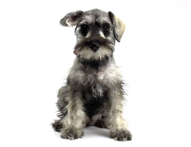 istock Sitting Schnauzer puppy pointing 1806114370