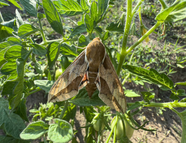 istock Euphorbia hawk moth - Hyles euphorbiae, a beautiful night butterfly. 1806115549