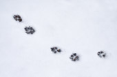 White snow surface with traces of an animal dog, wolf or cat. Winter, cold
