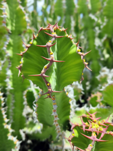 istock Euphorbia Cooperi 1806125960