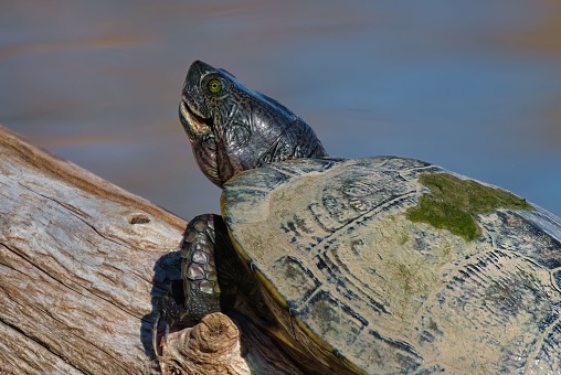 A green turtle perched on a partially submerged log by the water's edge surrounded by rocks and lush moss