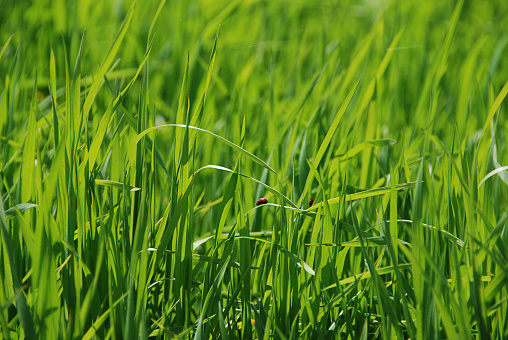 red bug on high green grass on a sunny day