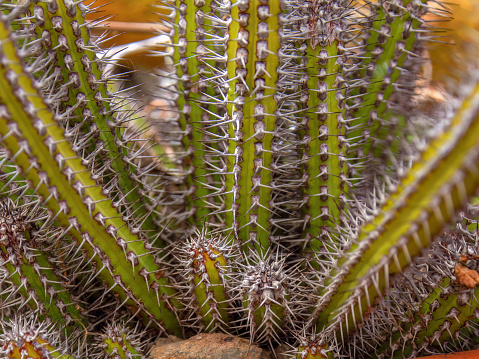 Close-up photography of an euphorbia baioensis cactus, captured in a greenhouse near the town of Villa de Leyva in central Colombia,