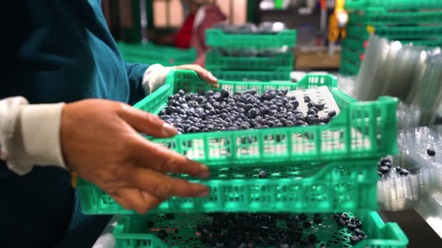 Unrecognizable person packing blueberries in plastic containers