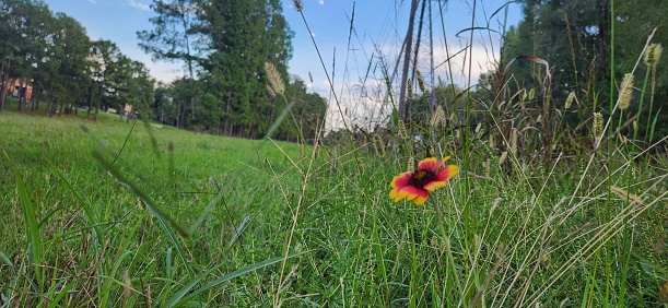 A lone flower stands isolated in a field on a clear day