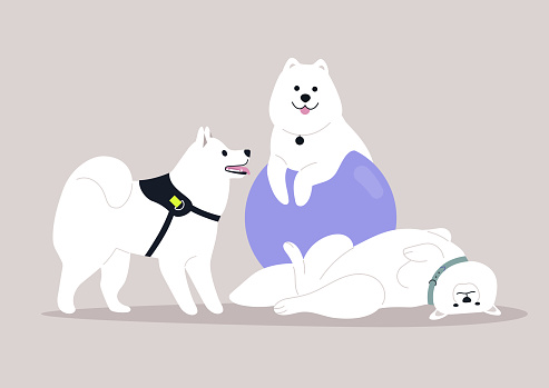 A group of adorable Samoyed dogs enjoying joyful time spent together, some engage in playful romps while others sprawl lazily on the ground