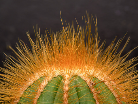 Macro photography of the thorns and shape of a balloon cactus captured in a green house near the town of Villa de Leyva in central Colombia.