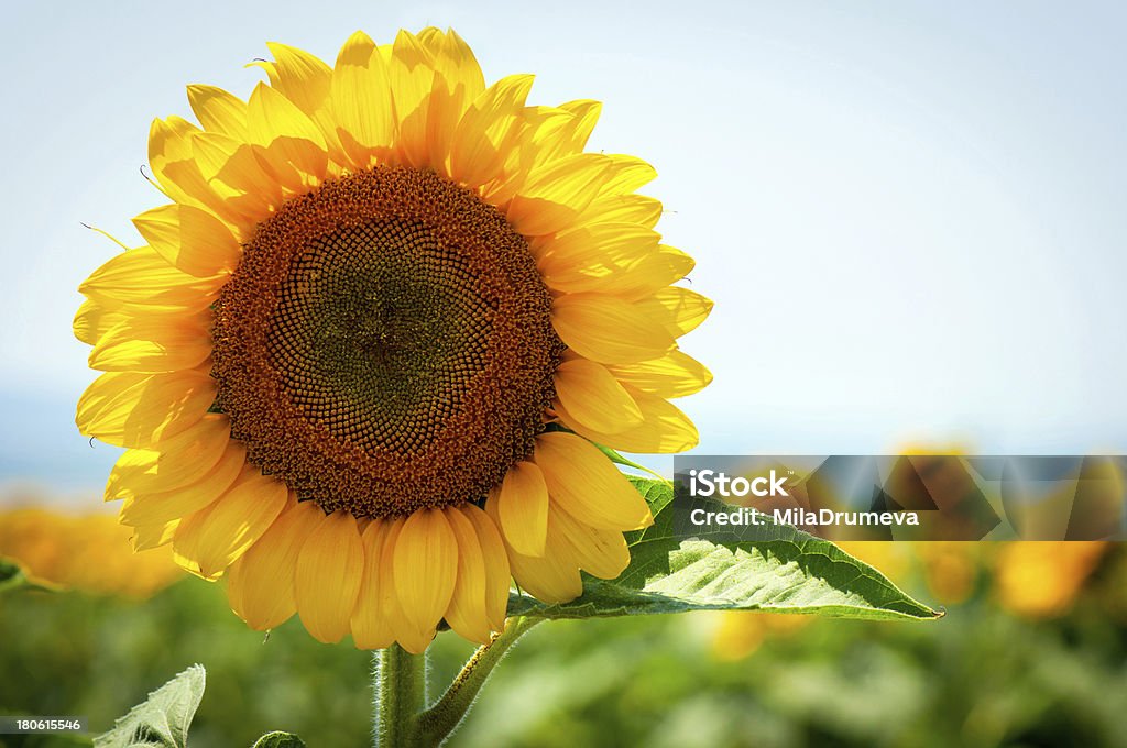 girasole - Foto stock royalty-free di Ambientazione esterna