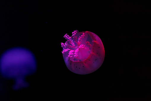 underwater shooting of beautiful cannonball jellyfish close up