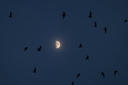 Common Raven (Corvus corax)