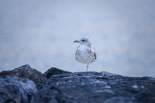 Seagull is standing on the rock with sea background.