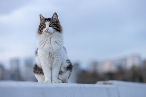 Cat on the Roof