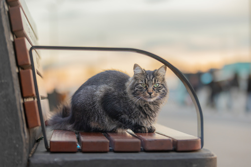 Tabby stray cat is sittin on park bench.