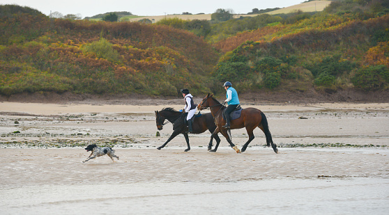 Two female horse riders and their spaniel dog enjoy riding at speed on a beach in Wales, enjoying the freedom and space that the empty beach allows them.