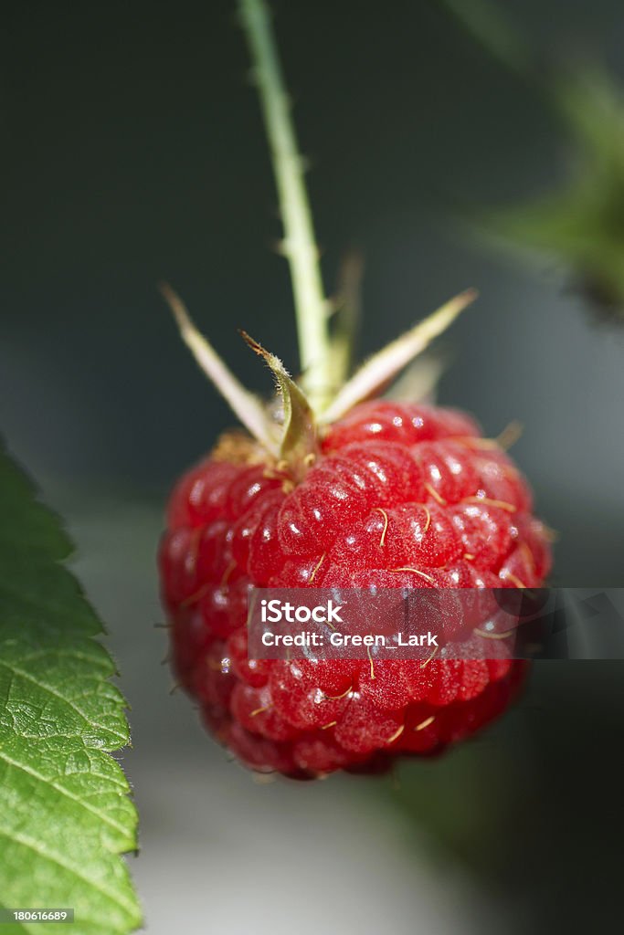 Framboise sur bush - Photo de Adulte d'âge mûr libre de droits