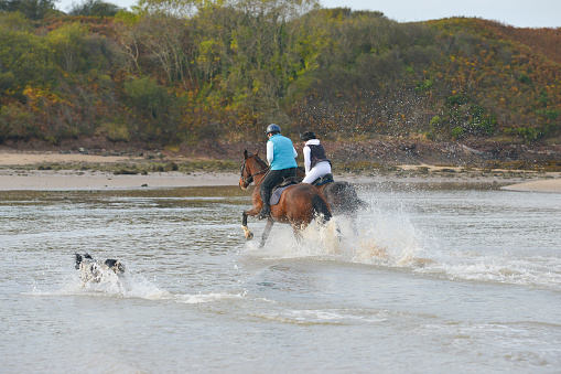 Rear view of two horses and their female riders moving at speed through the sea as they enjoy riding in the sea in rural Wales UK a spaniel dog runs along side them  enjoying the fun, water splashes everywhere kicked up by the horses hooves.