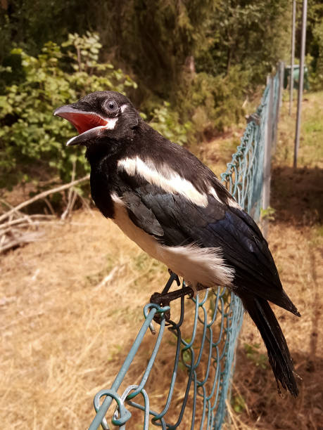 istock Beautiful bird enjoying a sunny day in Germany. 1806173856