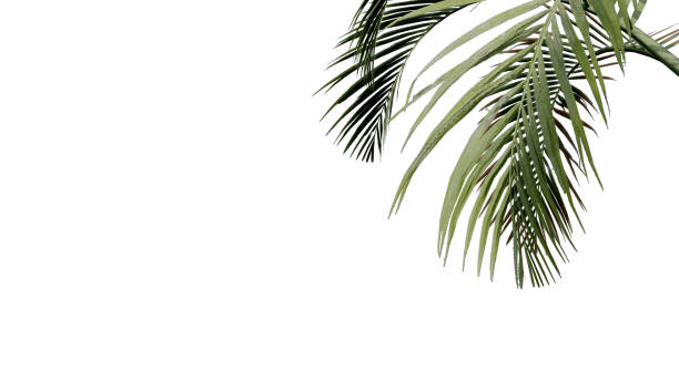 istock coconut leave nature transparent cut out forest isolated background 3d render. 1806175055