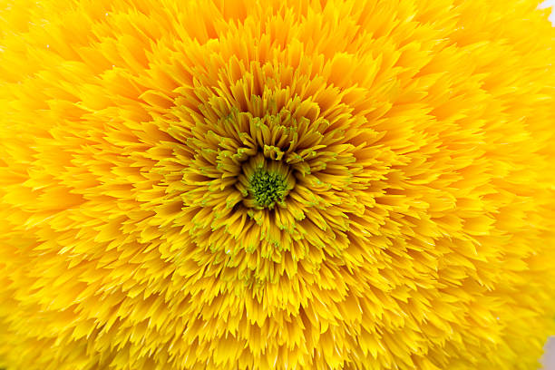 istock Big Sunflower Full Flowering 180617603