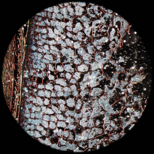 milho com embriões - cell plant cell biology scientific micrograph imagens e fotografias de stock
