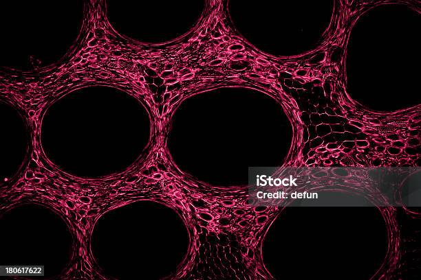 Foto de Ramo De Abóbora e mais fotos de stock de Ampliação - Ampliação, Fluorescente, Luz Fluorescente