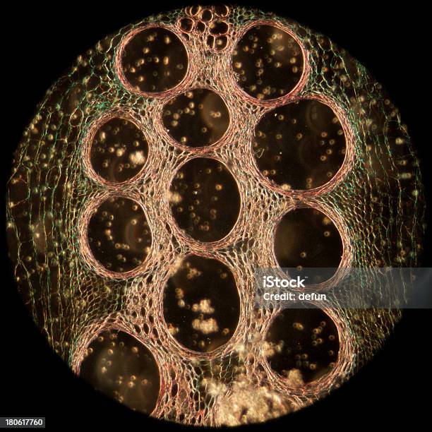 Mikroskop Elektronowy Tkankach Roślinnych Pochodzą Z Dyni - zdjęcia stockowe i więcej obrazów Bez ludzi