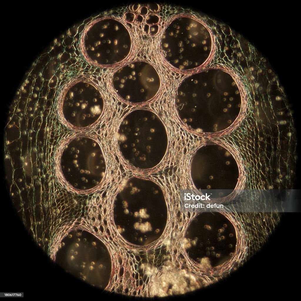 Micrografia microscopy planta tecidos surgem de abóbora - Foto de stock de Agricultura royalty-free