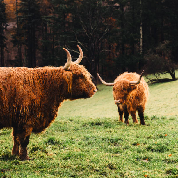 Two Highland cows in a field at Dufftown, Scotland, the Whisky Capital of the World.