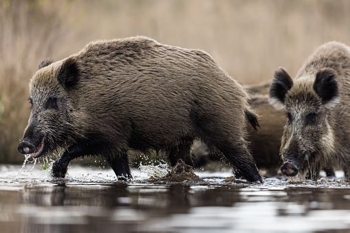 Wild boar female (Sus scrofa) crossing the lake, natural habitat, springtime.