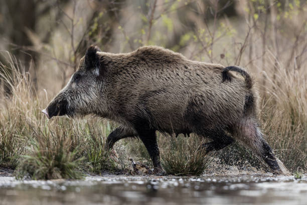 istock Wild boar (Sus scrofa), Eurasian wild pig. 1806191006