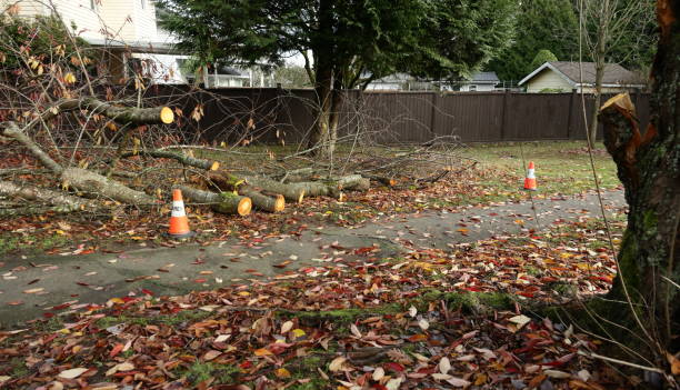 istock Tree Branch after Wind Damage in Western Canada 1806192086